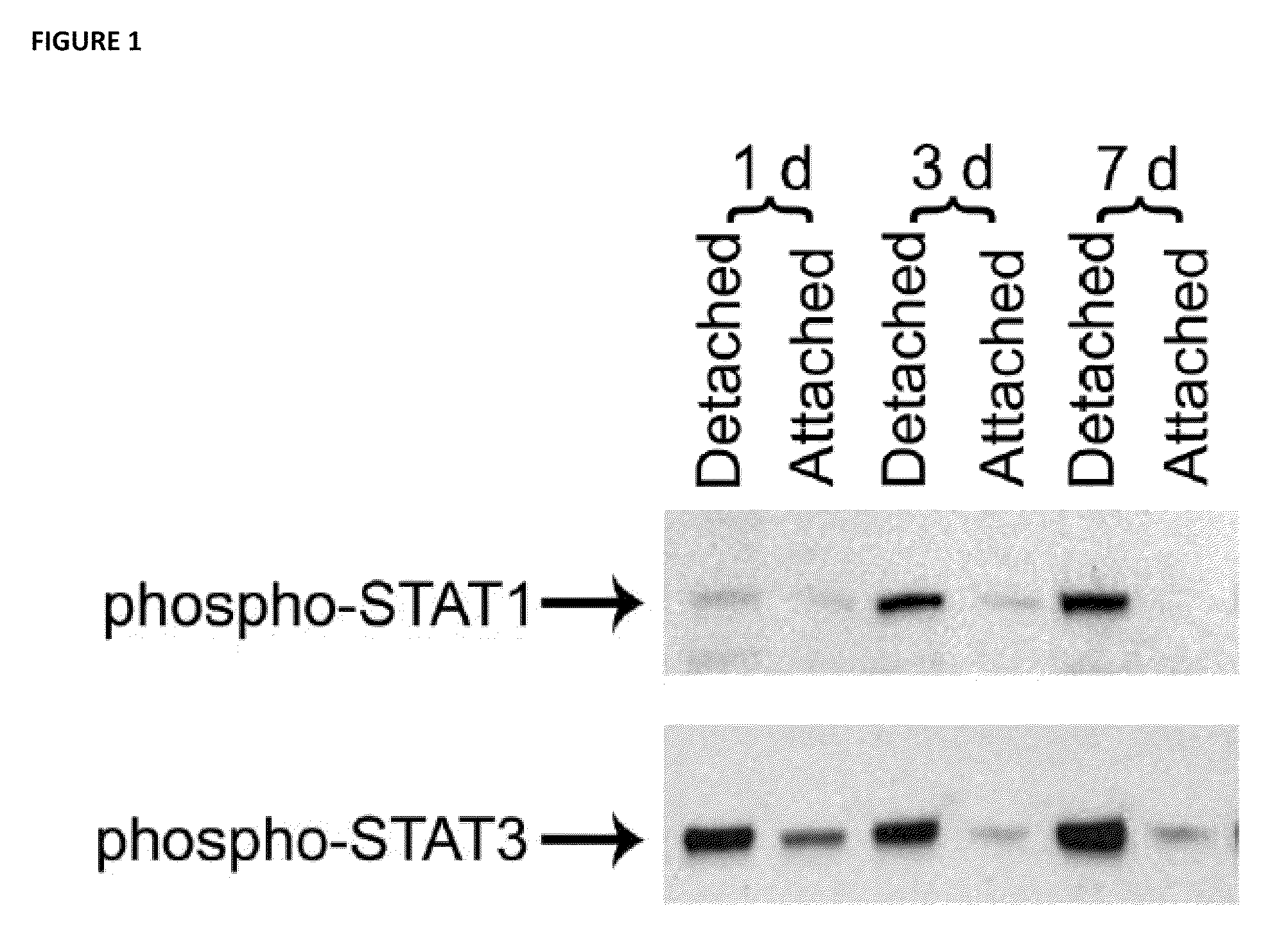 Methods of inhibiting photoreceptor apoptosis