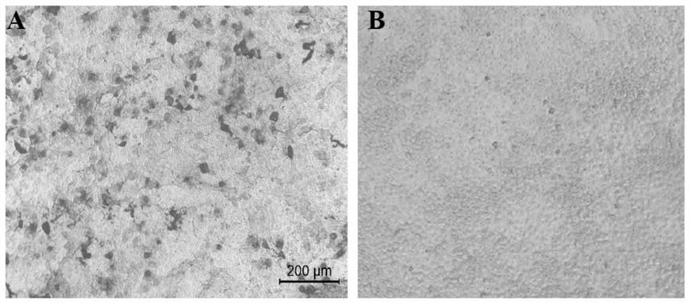Anti-African swine fever virus p54 protein monoclonal antibody and preparation method and application thereof