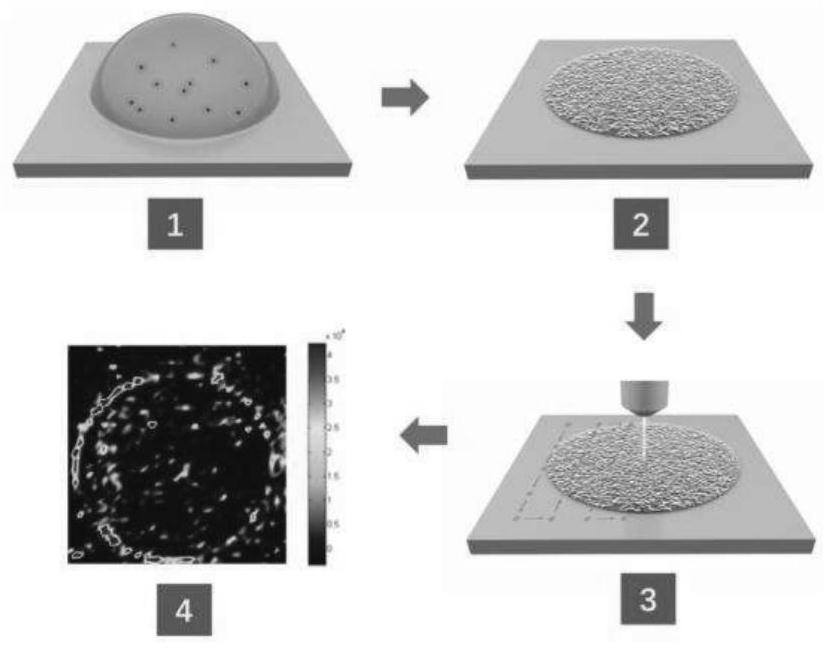 Rapid cell classification and quantification method based on coffee ring