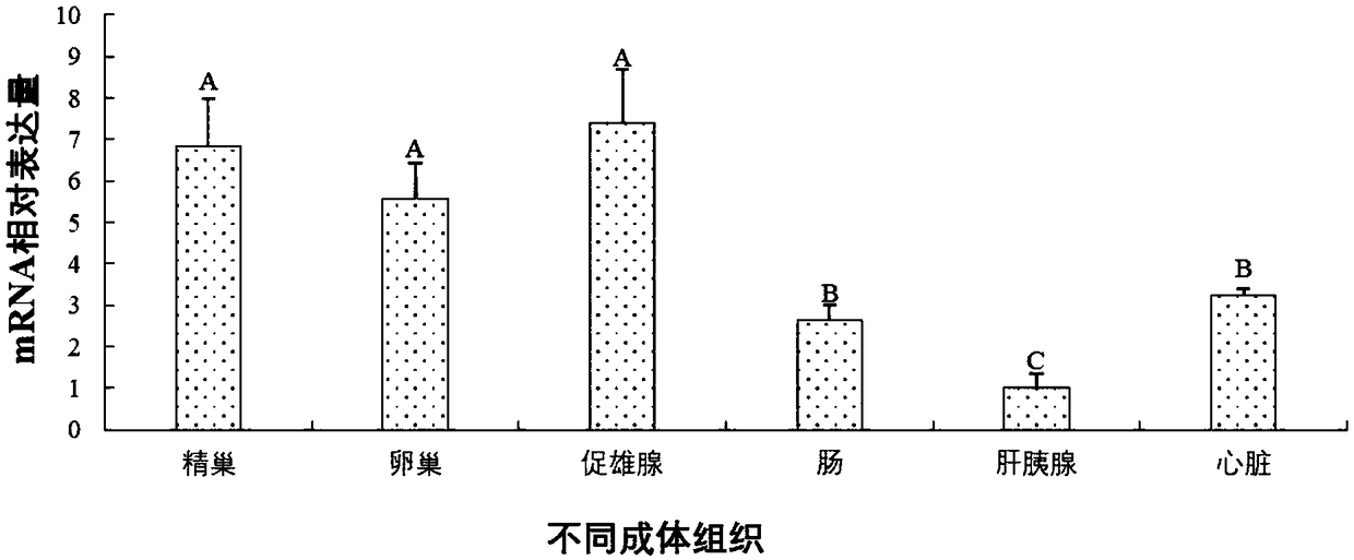 GEM gene of Macrobrachium nipponense and encoding protein and application thereof