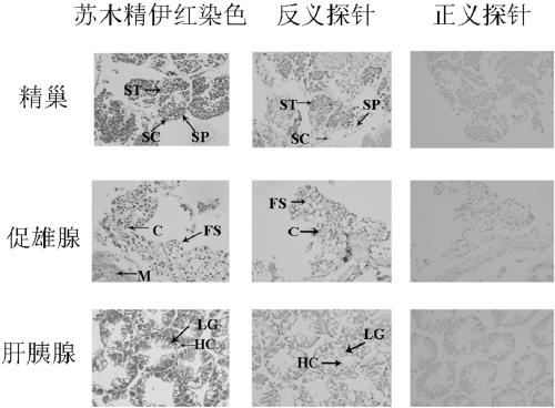 GEM gene of Macrobrachium nipponense and encoding protein and application thereof