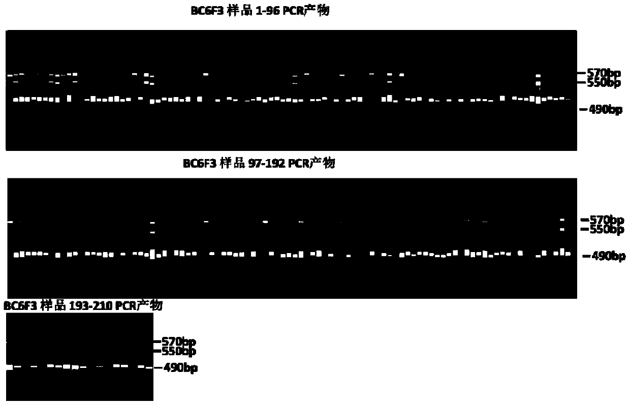 Codominance marker primer tightly linked with tomato spotted wilt virus resisting sites RTSW of nicotiana alata, identifying method and application of codominance marker primer