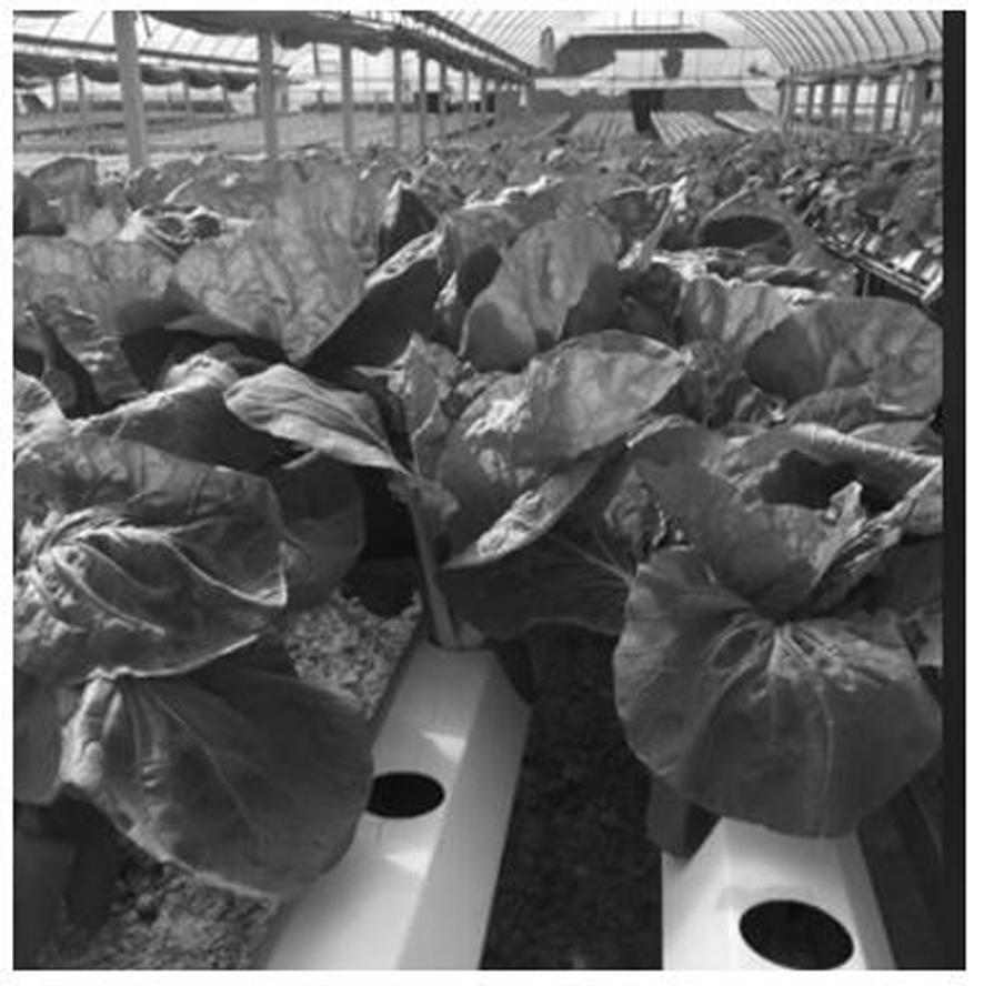 A simplified hydroponic method for Chinese cabbage