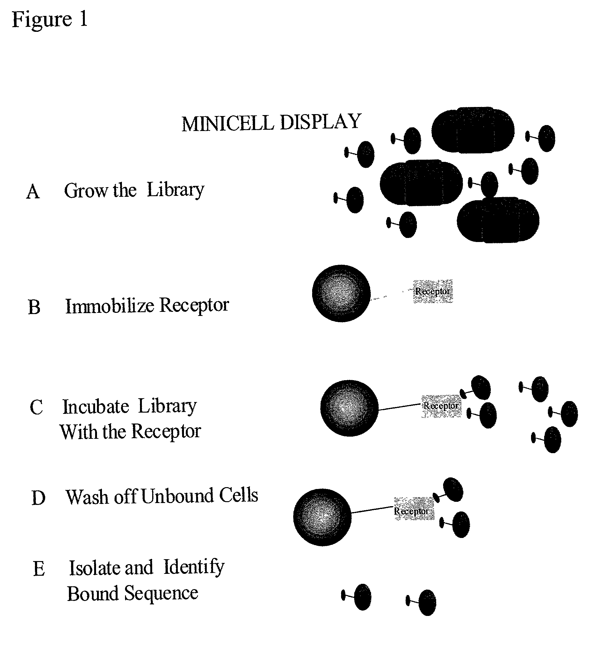 Methods to screen peptide libraries using minicell display