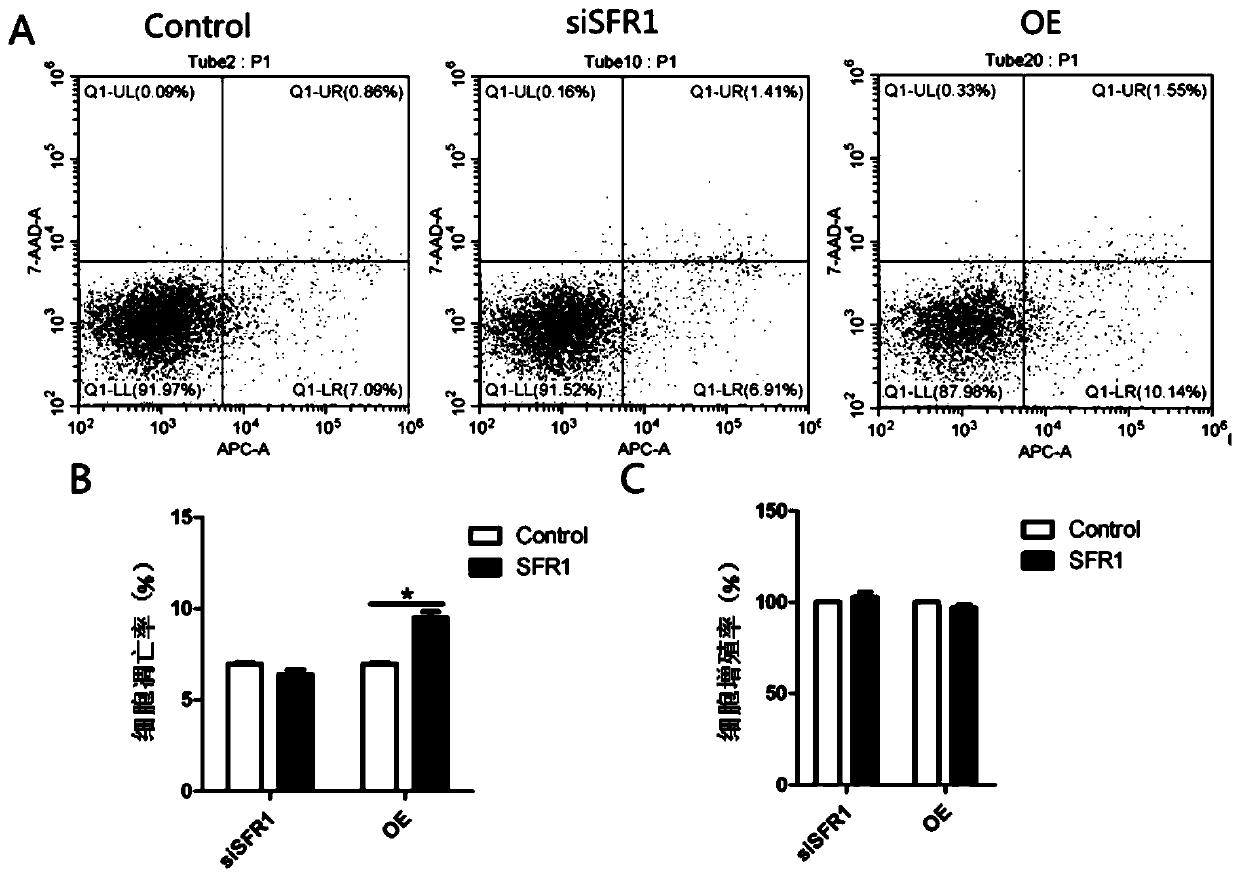 1ncRNA SFR1 as well as application thereof and product and method for regulating and controlling follicular development