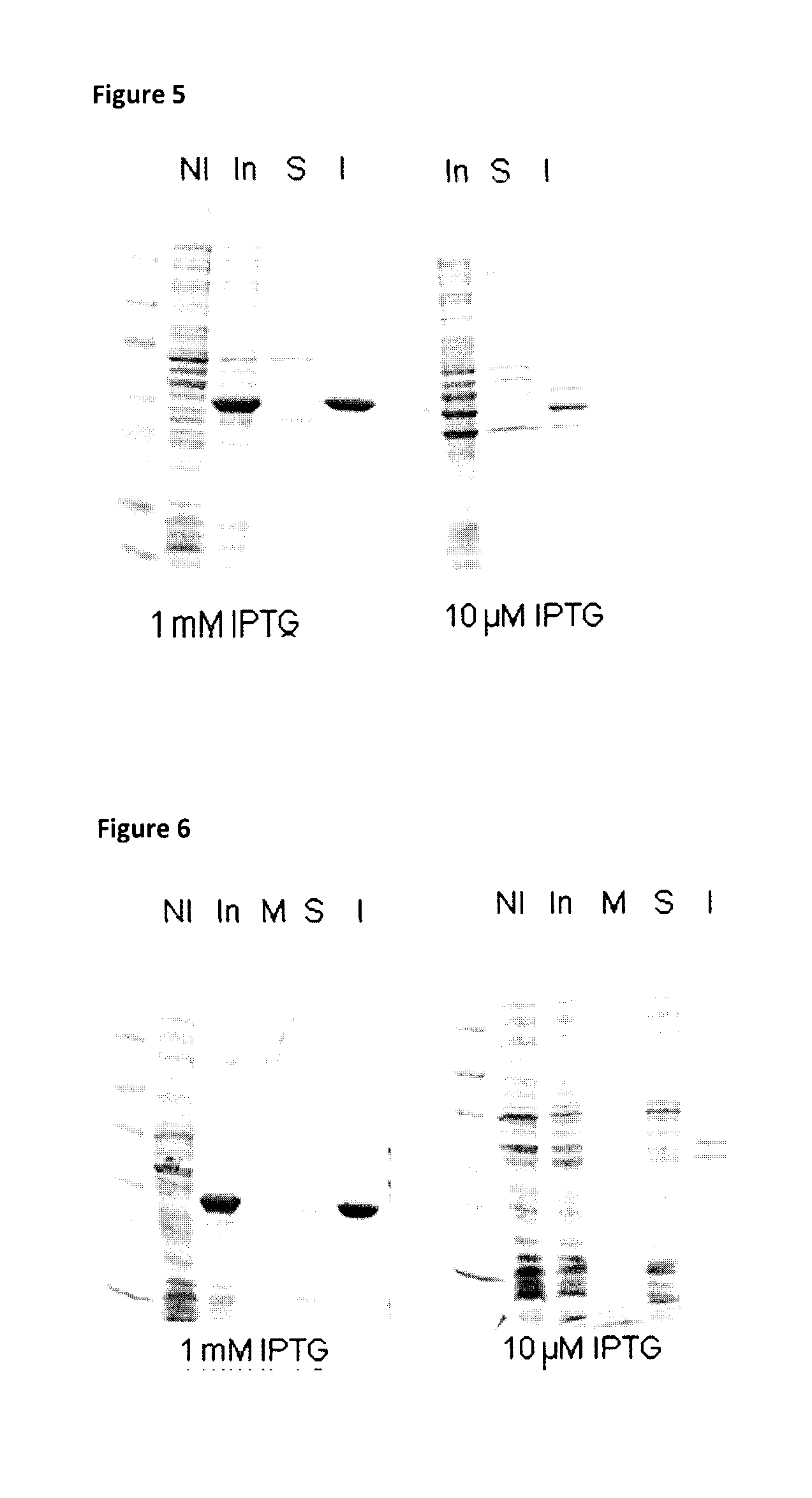 Fusion proteins and combination vaccines comprising <i>Haemophilus influenzae </i>Protein E and Pilin A