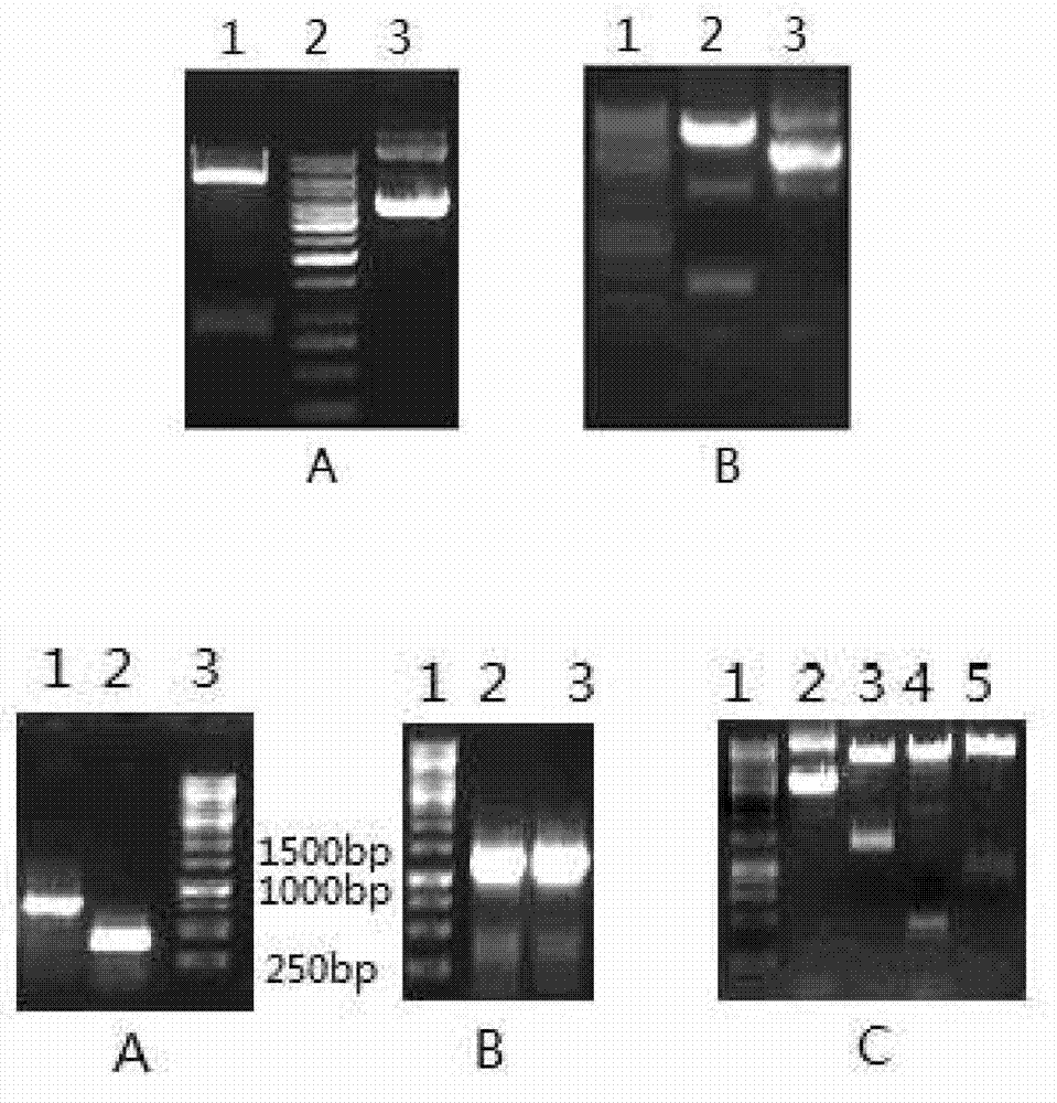 Calreticulin-soluble programmed death receptor 1 fusion protein, and preparation method and purpose thereof