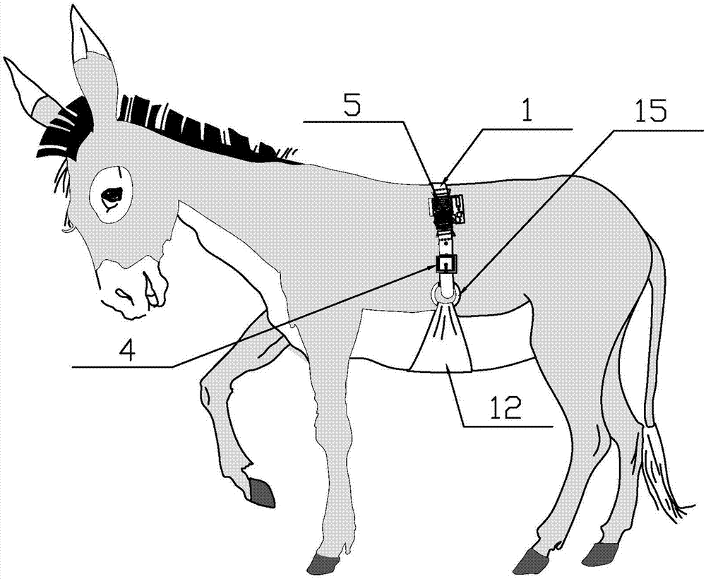 Abdominal belt foal monitoring device