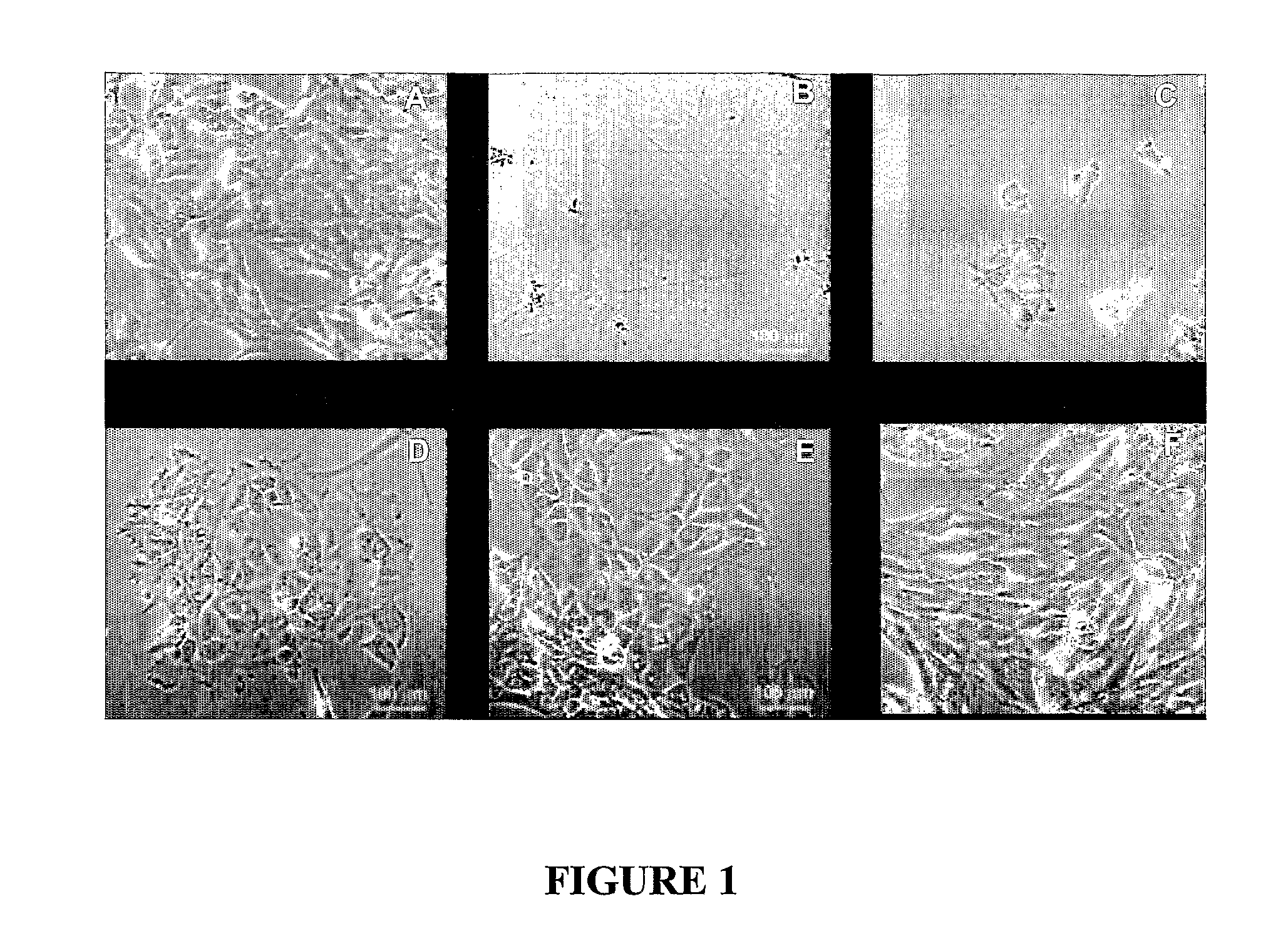 Method for extracellular matrix mediated differentiation and proliferation of stem cells