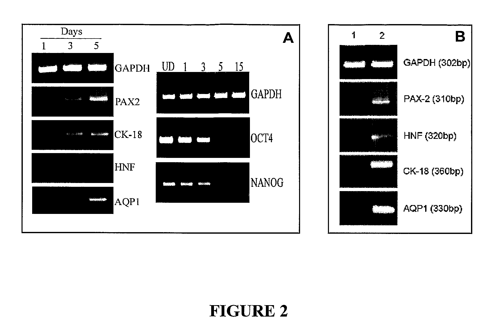 Method for extracellular matrix mediated differentiation and proliferation of stem cells