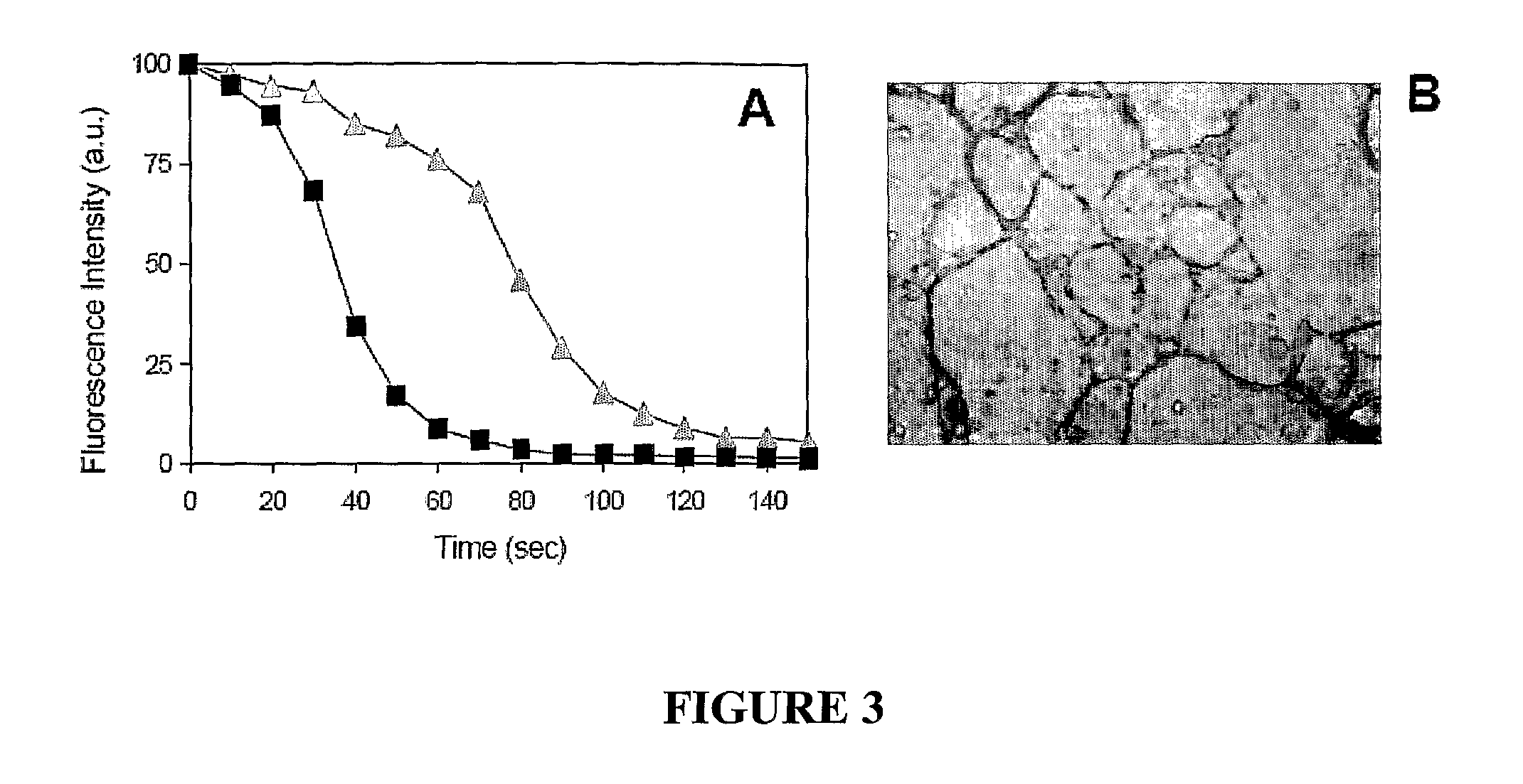 Method for extracellular matrix mediated differentiation and proliferation of stem cells