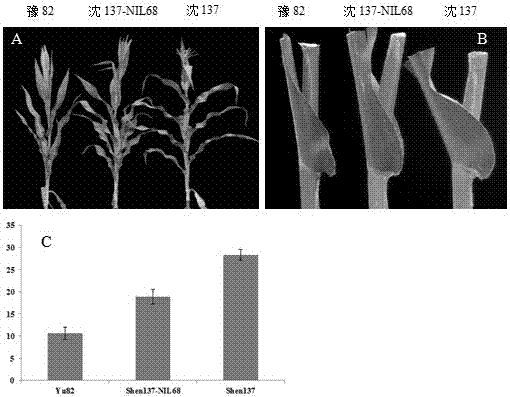 The zmcla1 gene controlling the size of the included angle of maize leaves and its method and application in breeding dense plant-tolerant maize