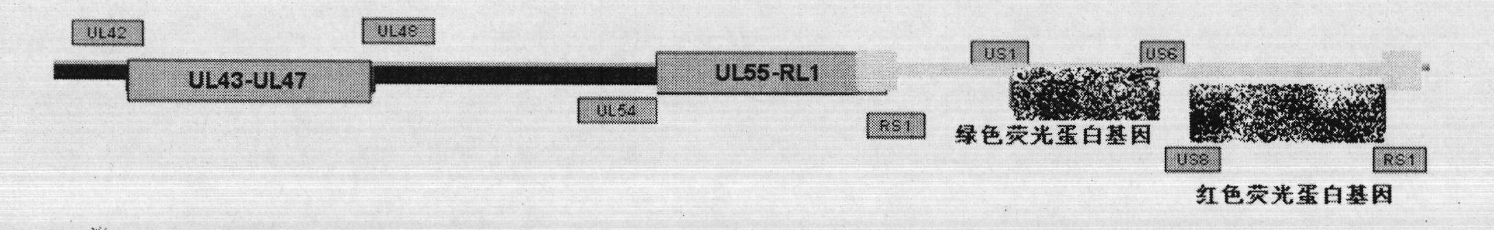 Herpes simplex virus type 2 (HSV-2) genetic recombinant attenuated live vaccine and preparation method thereof