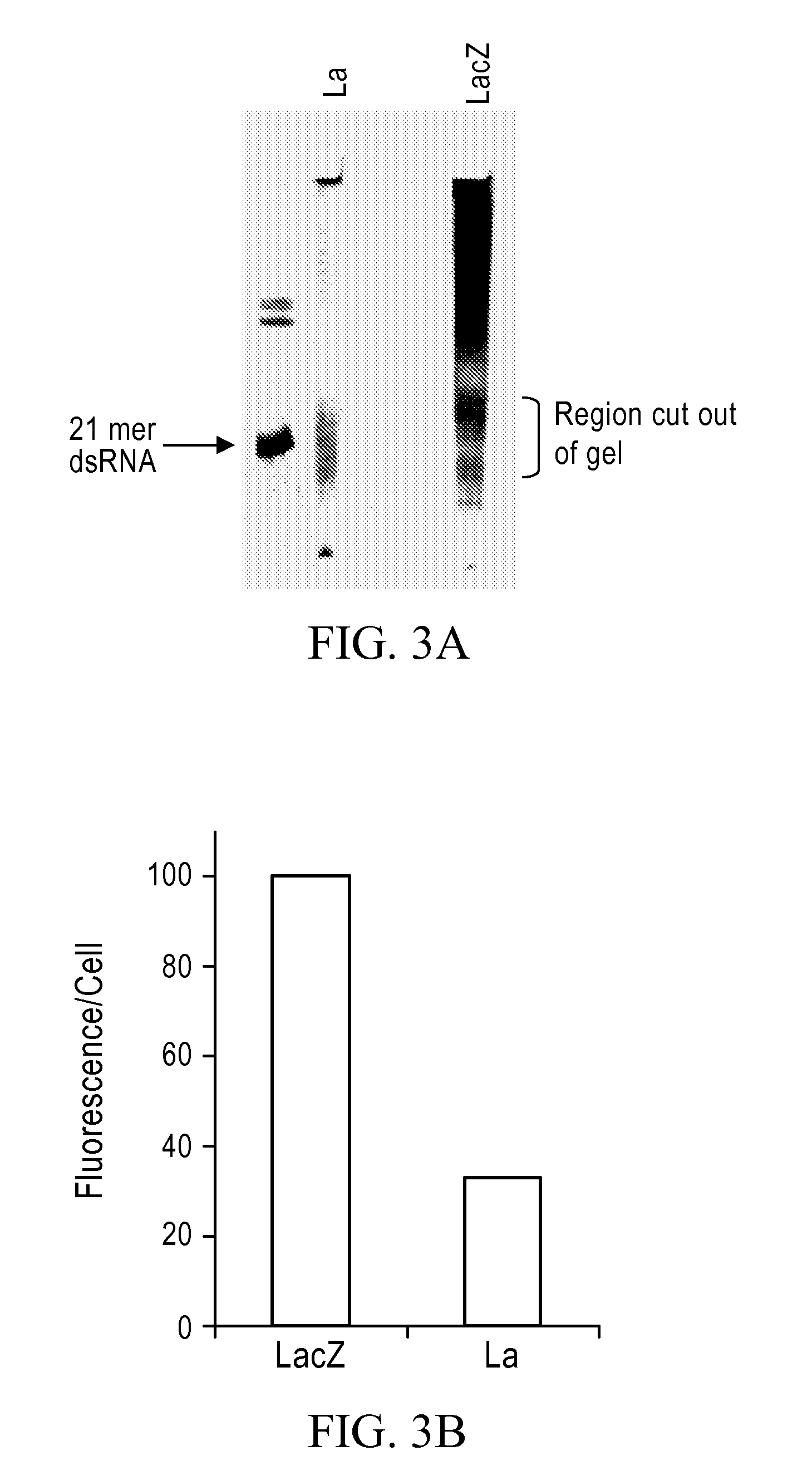Methods and compositions relating to polypeptides with rnase iii domains that mediate RNA interference