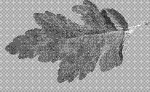 Double RT-PCR (reverse transcription-polymerase chain reaction) detection method of CVB (chrysanthemum virus B) and CChMVd (chrysanthemum chlorotic mottle viroid)