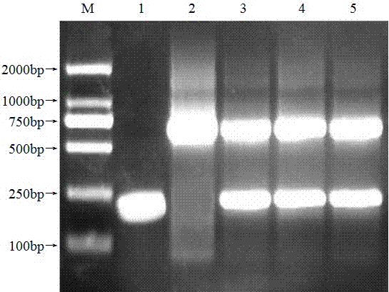 Double RT-PCR (reverse transcription-polymerase chain reaction) detection method of CVB (chrysanthemum virus B) and CChMVd (chrysanthemum chlorotic mottle viroid)