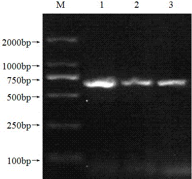 Double RT-PCR (reverse transcription-polymerase chain reaction) detection method of CVB (chrysanthemum virus B) and CChMVd (chrysanthemum chlorotic mottle viroid)