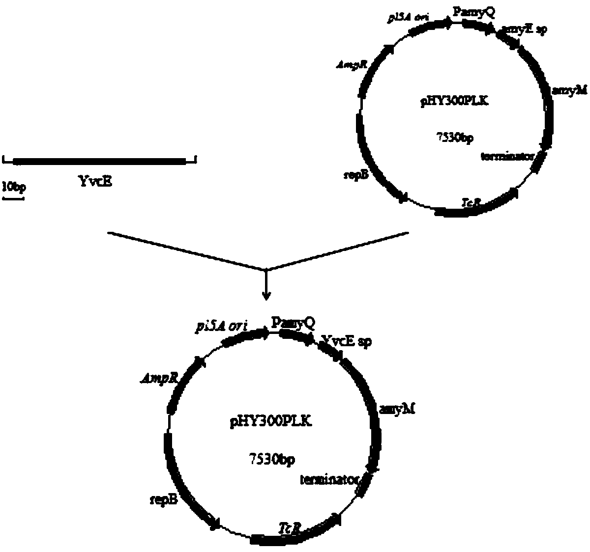 Method for high-efficiency expression of maltogenic amylase in bacillus subtilis