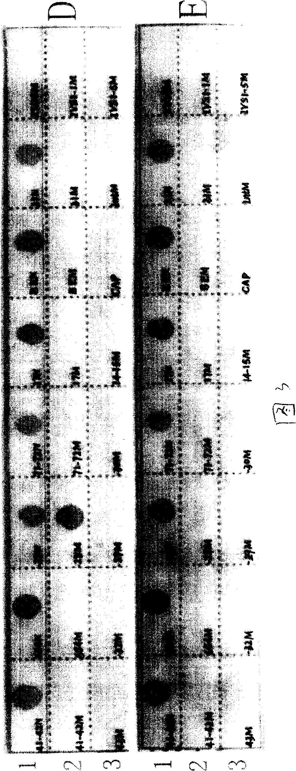 Nucleic acid hybrid film strip and reagent box used for diagnosing beta mediterranean sea thalassemia