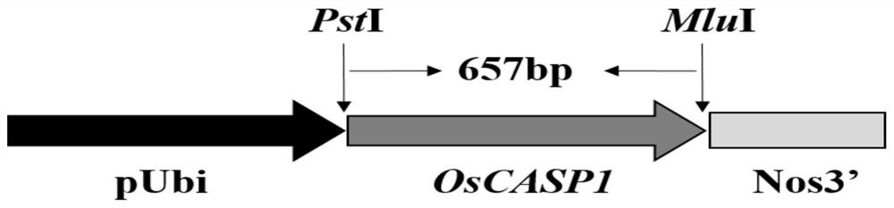 Rice OsCASP1 gene and application thereof