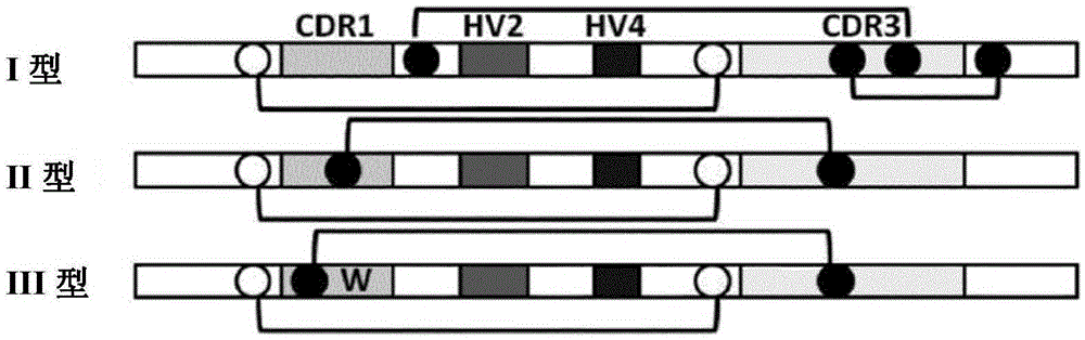 Synthetic library of specific binding molecules