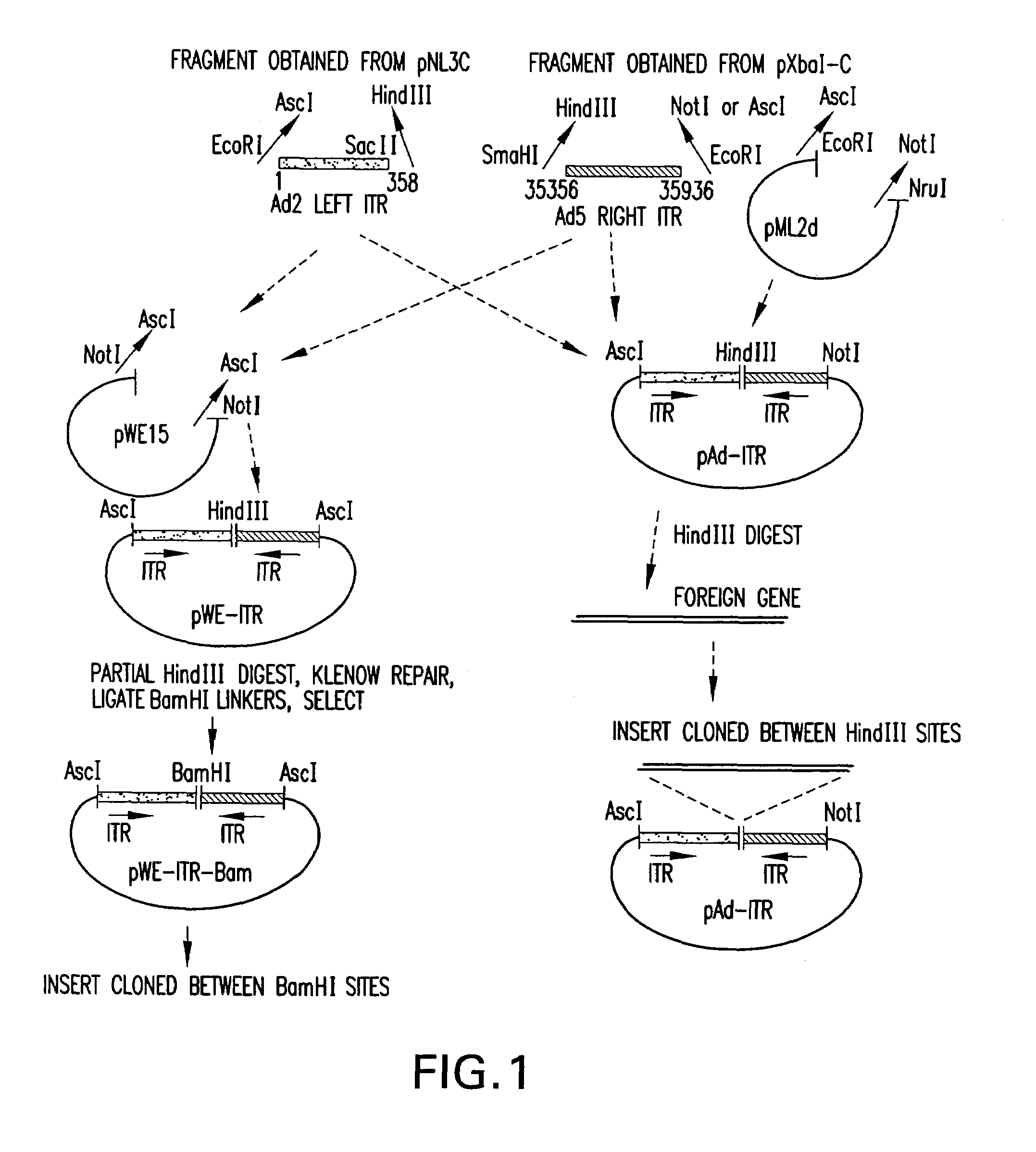 Recombinant adenoviral vector system