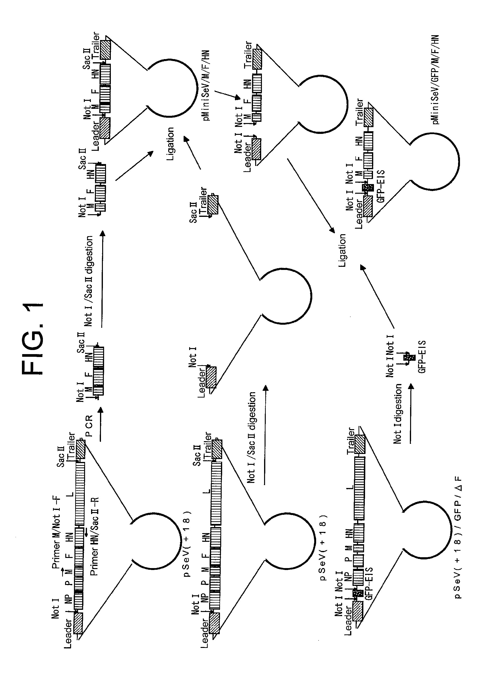 Non-replicating paramyxoviridae virus vector