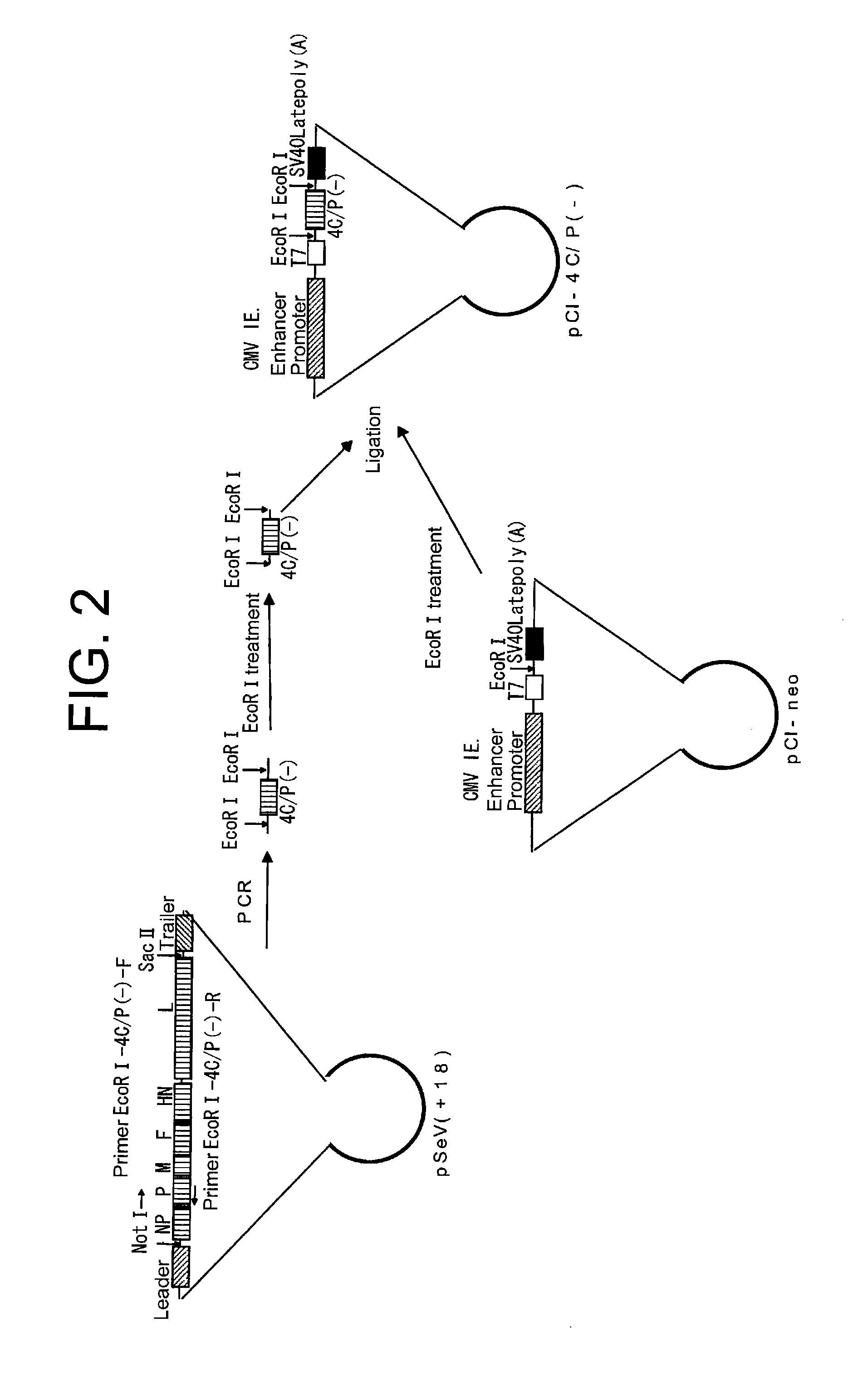 Non-replicating paramyxoviridae virus vector