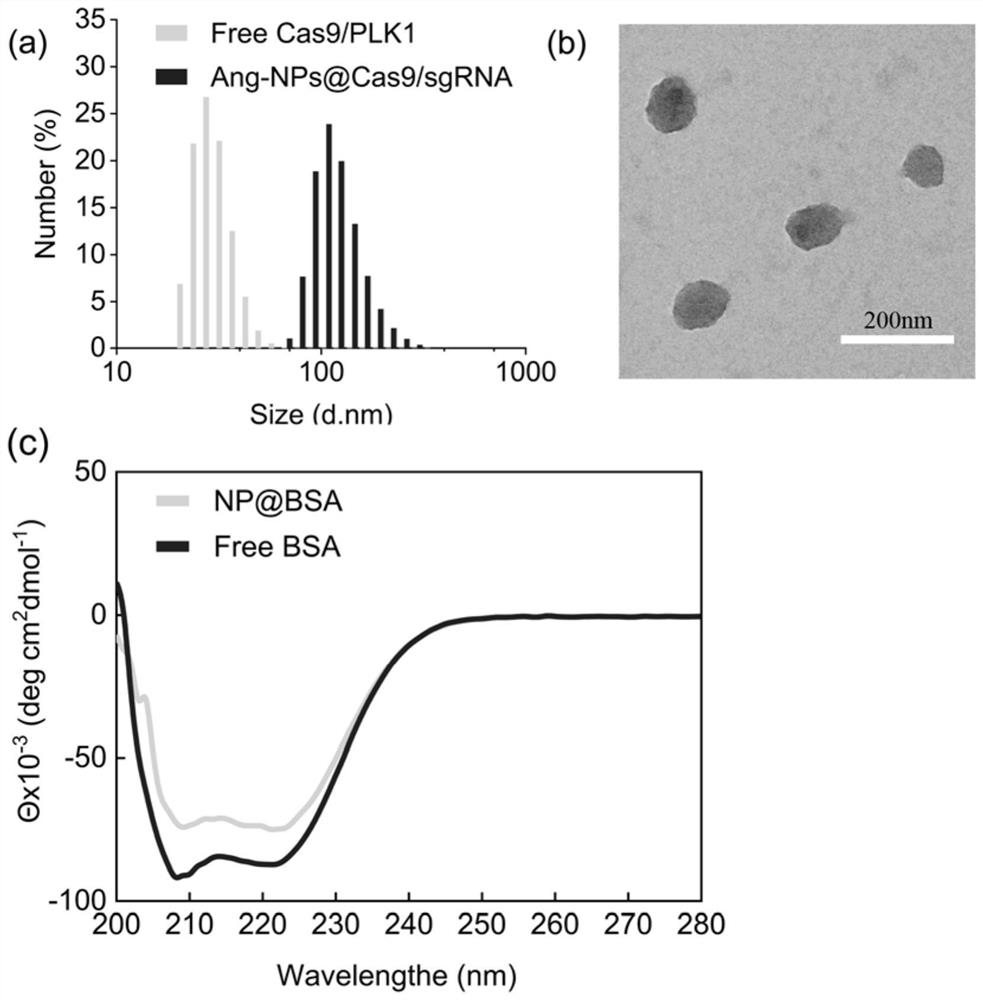 Drug carrier, brain-targeted nanomedicine based on CRISPR gene editing technology and its preparation method and application