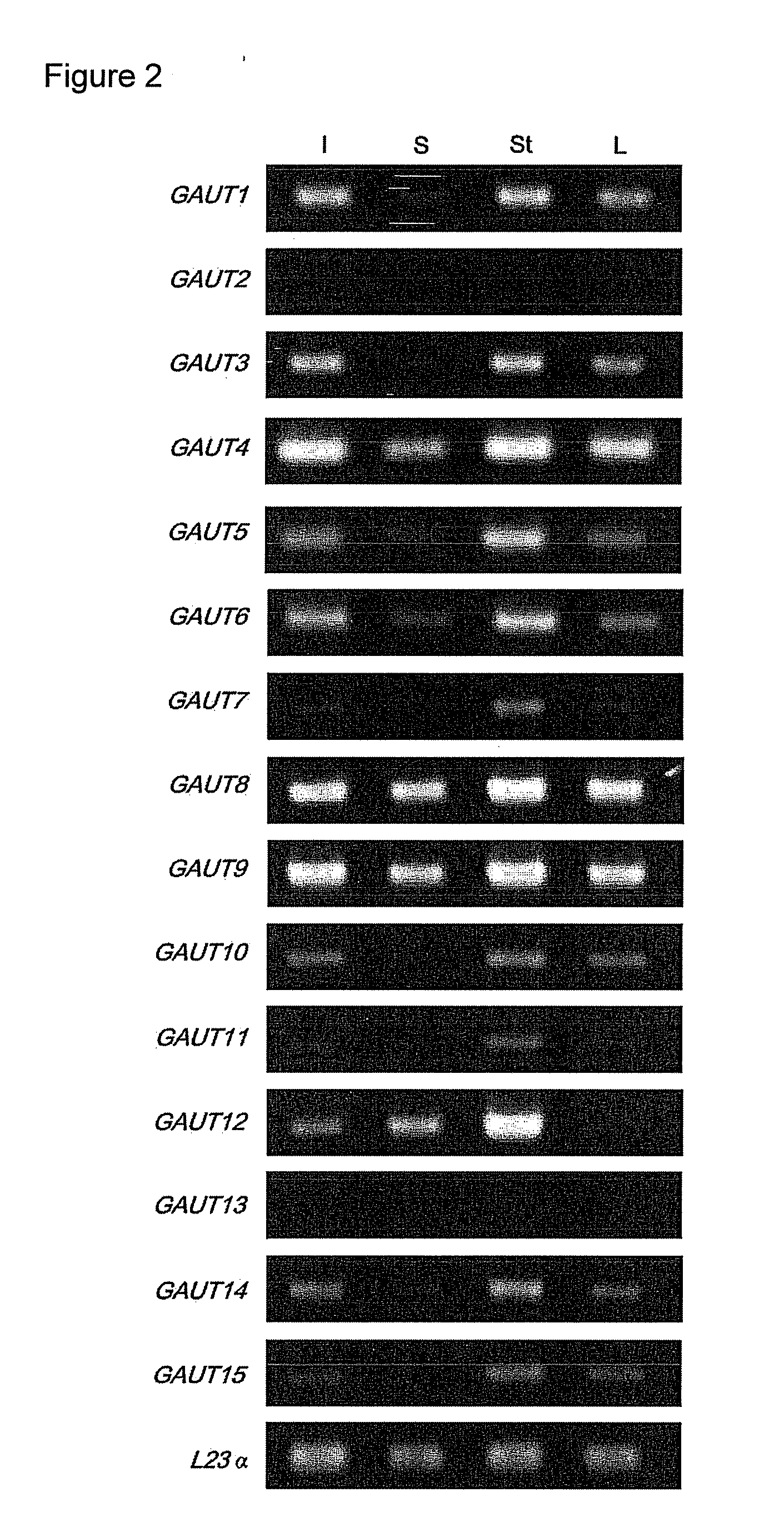 Plants with altered cell wall biosynthesis and methods of use