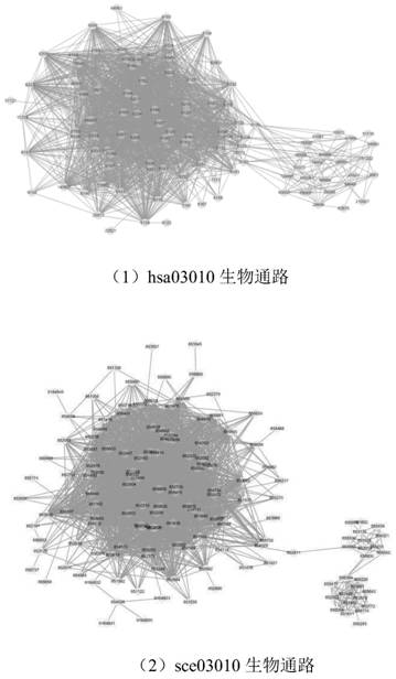 A cross-species biological pathway discovery method based on graph matching