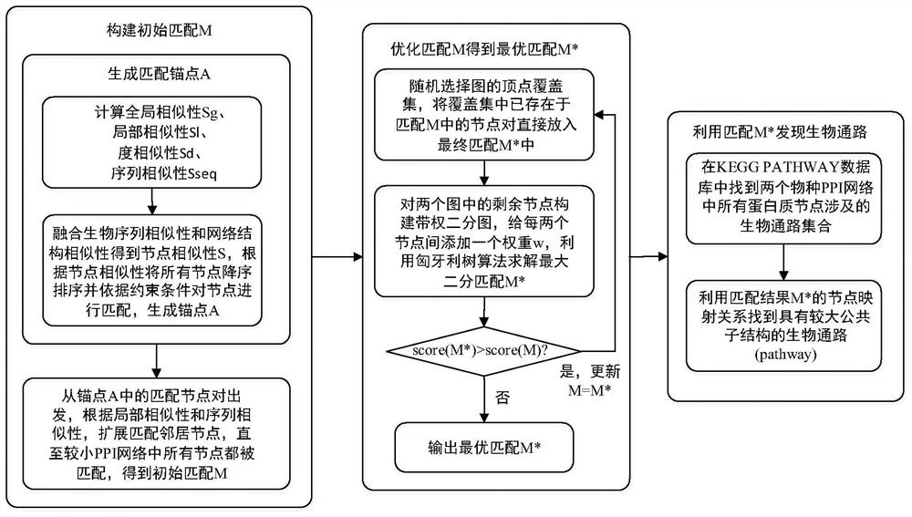 A cross-species biological pathway discovery method based on graph matching