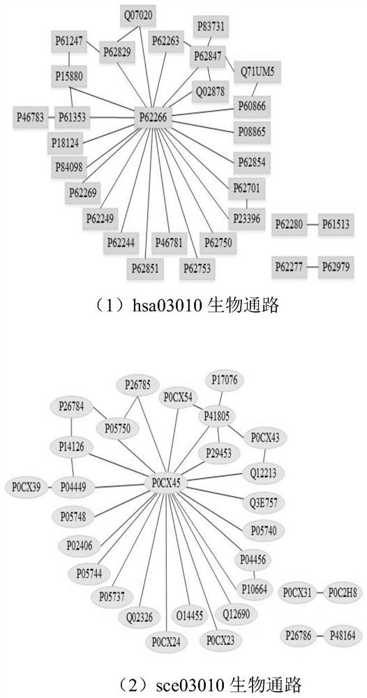 A cross-species biological pathway discovery method based on graph matching