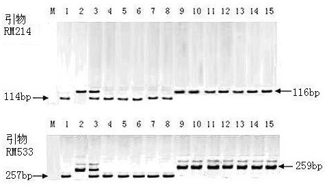 QTL mining and application of excellent salt-tolerant rice resources