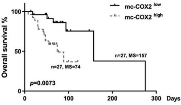 Application of mitochondria source mc-COX2 as potential marker in CLL