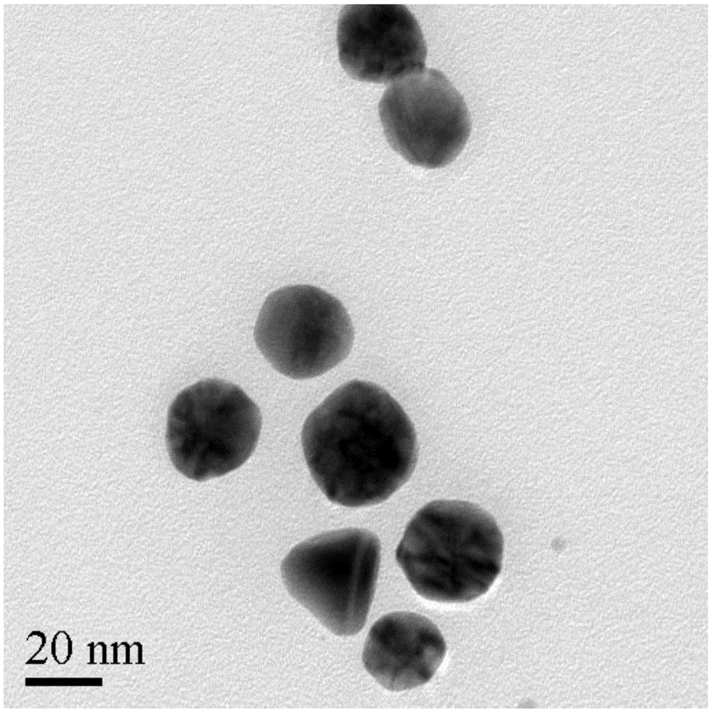 Method for green synthesis of nano-gold by using water extract of eucommia ulmoides