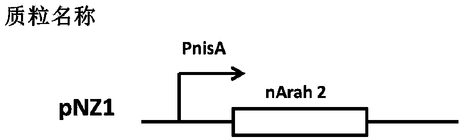 Recombinant lactococcus lactis for intracellular expression of peanut allergen and application thereof