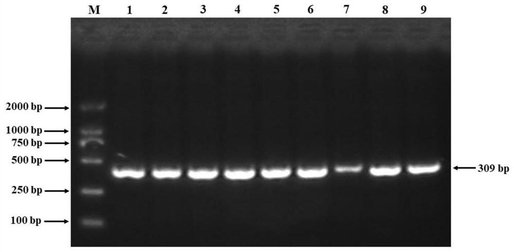 Molecular marker related to sheep height and application thereof