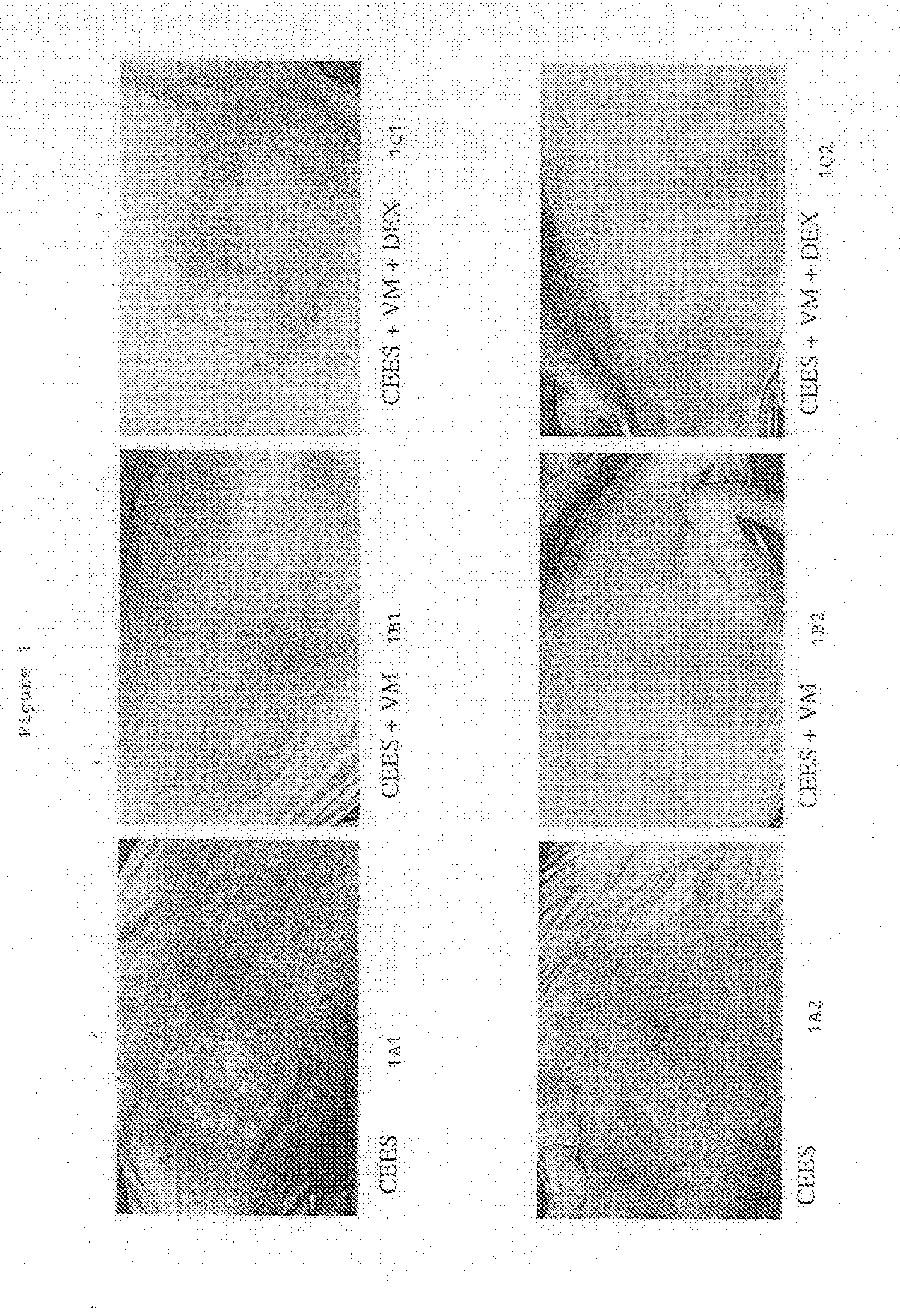 Composition for treating sulfur mustard toxicity and methods of using same