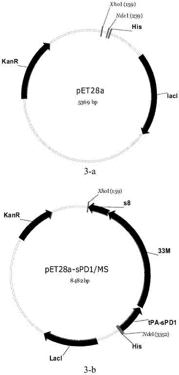 Recombinant vaccine and application thereof