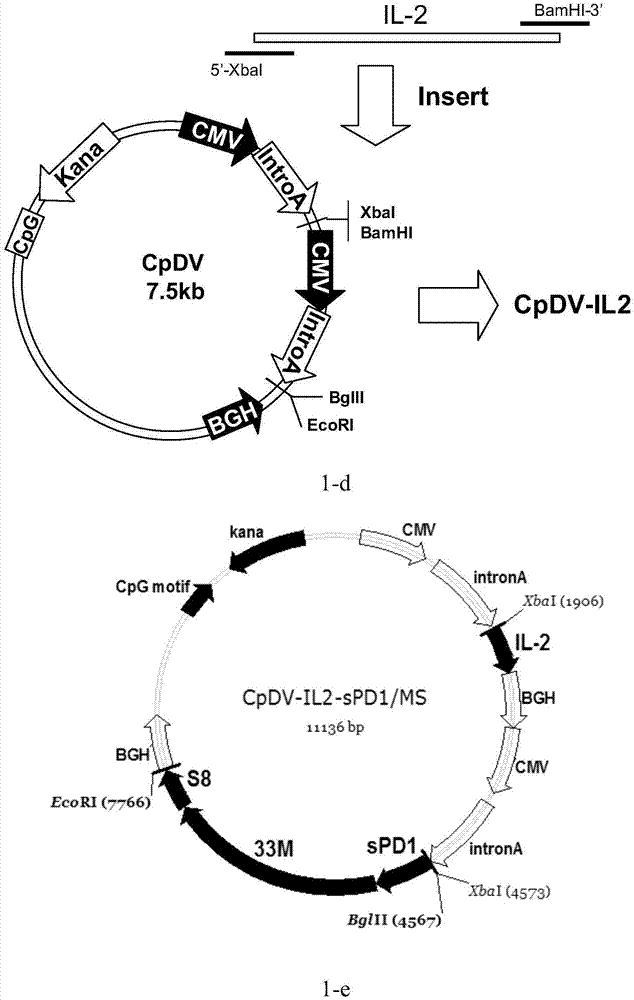 Recombinant vaccine and application thereof