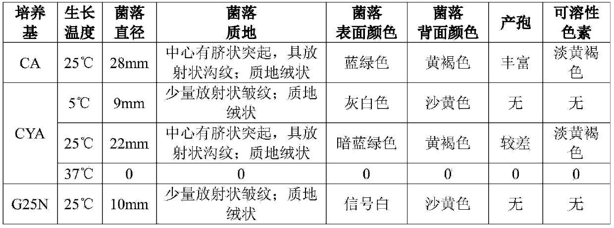 A kind of penicillium and method for producing fumagillin