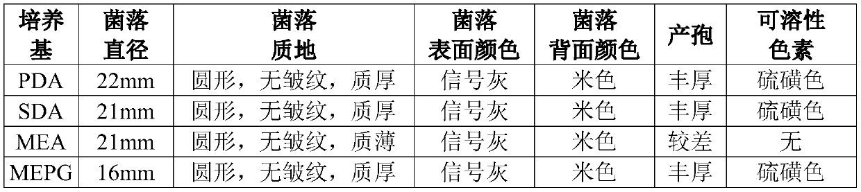 A kind of penicillium and method for producing fumagillin