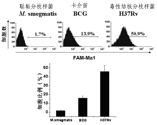 Deoxyribonucleic acid (DNA) aptamer for mycobacterium tuberculosis glycolipid antigen and application thereof