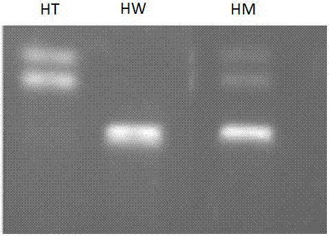 Primers for detecting polymorphism of FTO rs79206939 gene and PCR (polymerase chain reaction) method