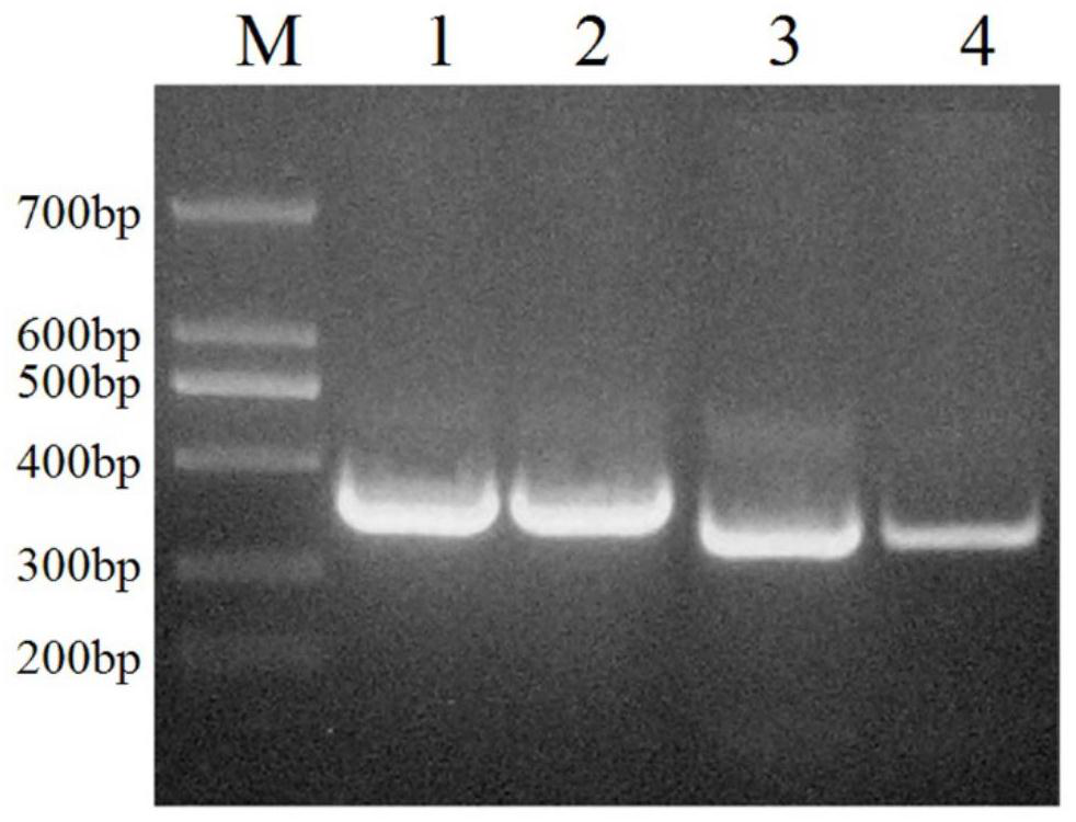 Preparation method and product of anti-diazepam single-chain antibody and detection method of diazepam