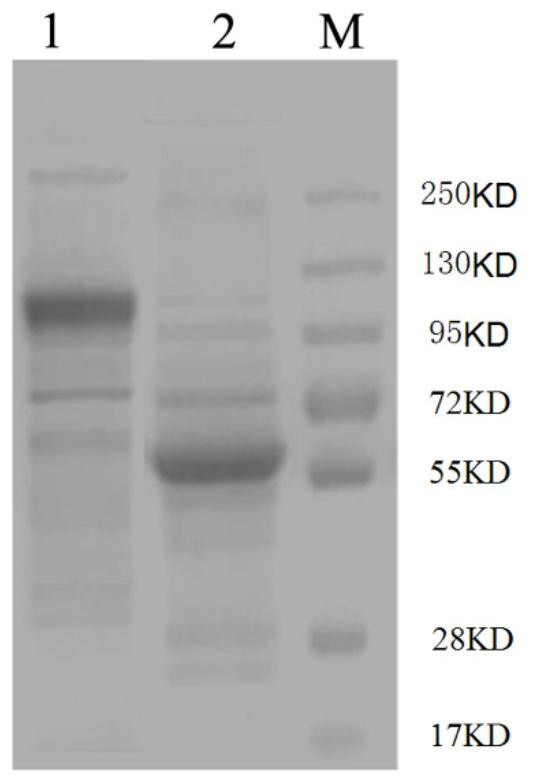 Preparation method and product of anti-diazepam single-chain antibody and detection method of diazepam