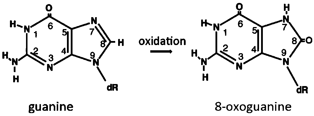 Detection method of oxidation modified nitrogenous bases