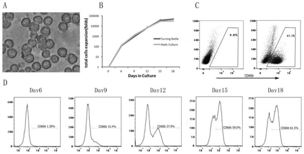 Efficient multiplication culture system of neutrophil and application of efficient multiplication culture system