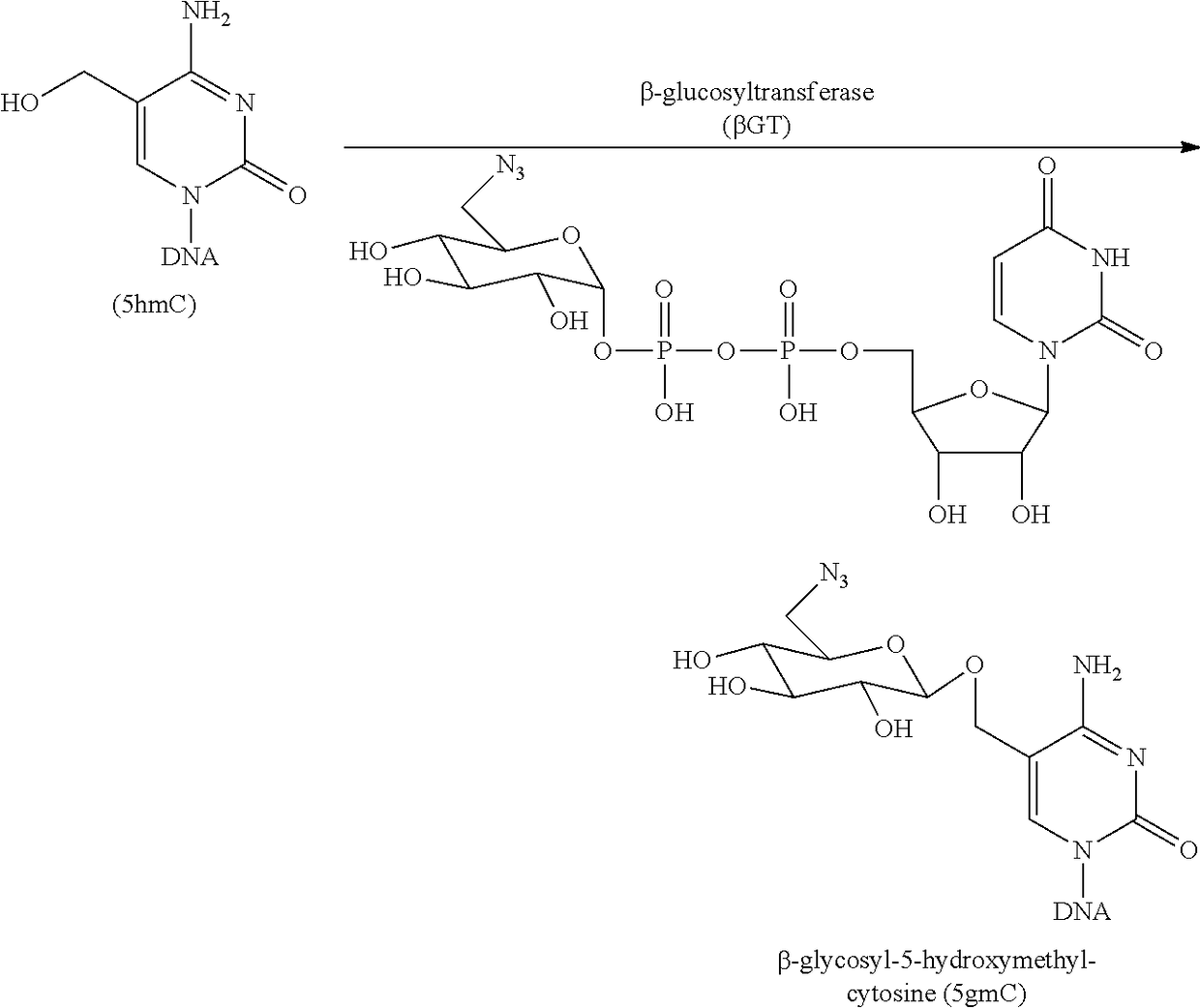 Method for genomic profiling of DNA 5-methylcytosine and 5-hydroxymethylcytosine
